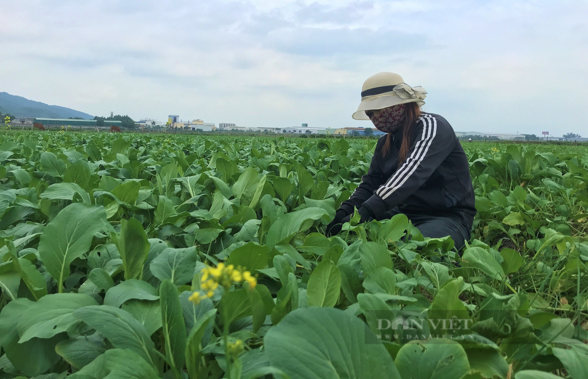 Trồng rau thoát nước tốt, nông dân ở Nghi Thuận cứ ra đồng là có tiền Trong rau thoat nuoc tot, nong dan o Nghi Thuan cu ra dong la co tien