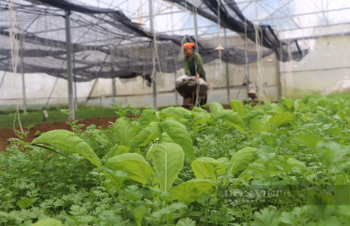 Nu nong dan Nghe An lam nha mang trong rau, qua sach-Hinh-5