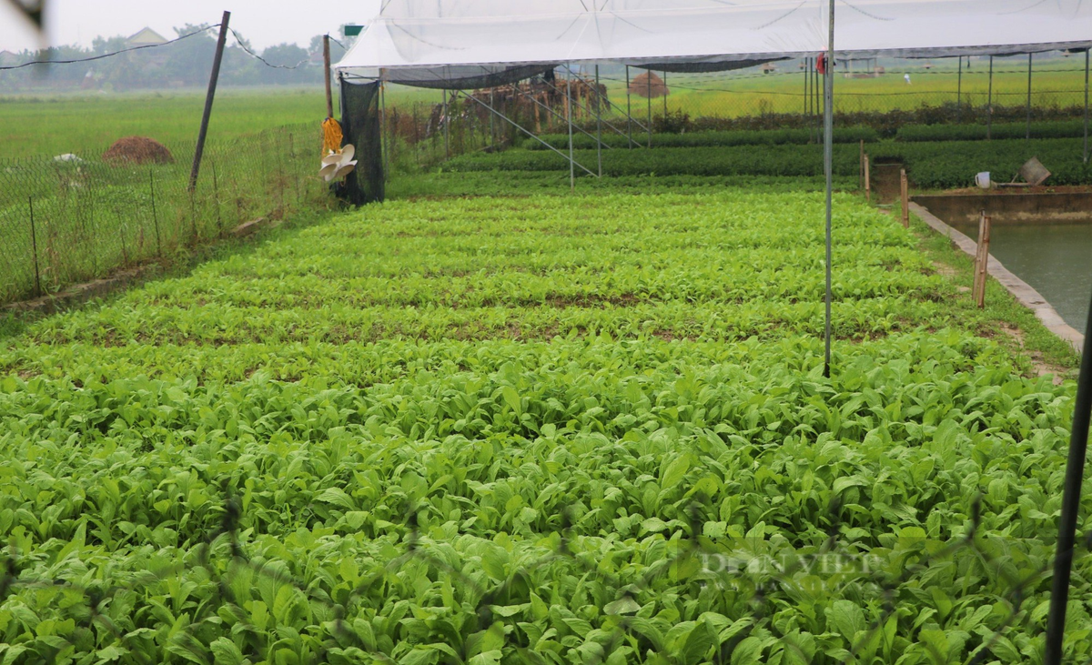 Nữ nông dân Nghệ An làm nhà màng trồng rau, quả sạch - Hình 3 Nu nong dan Nghe An lam nha mang trong rau, qua sach-Hinh-3