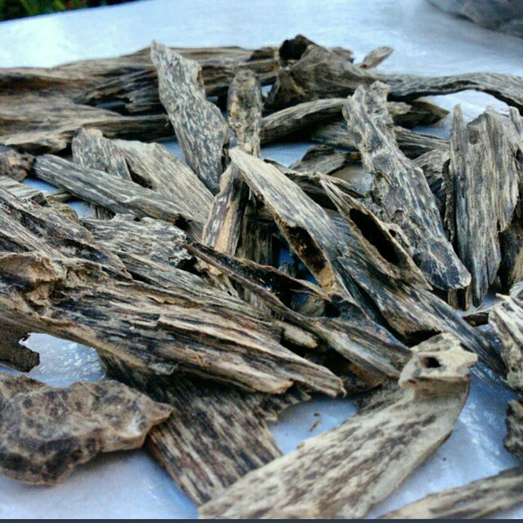 Vì sao người Nhật thích trầm hương Việt Nam đến vậy? Câu trả lời rất đơn giản. Đó là loại trầm hương có chất lượng tốt nhất chỉ có thể được tìm thấy ở Việt Nam, được biết đến với tên gọi “kỳ nam”.