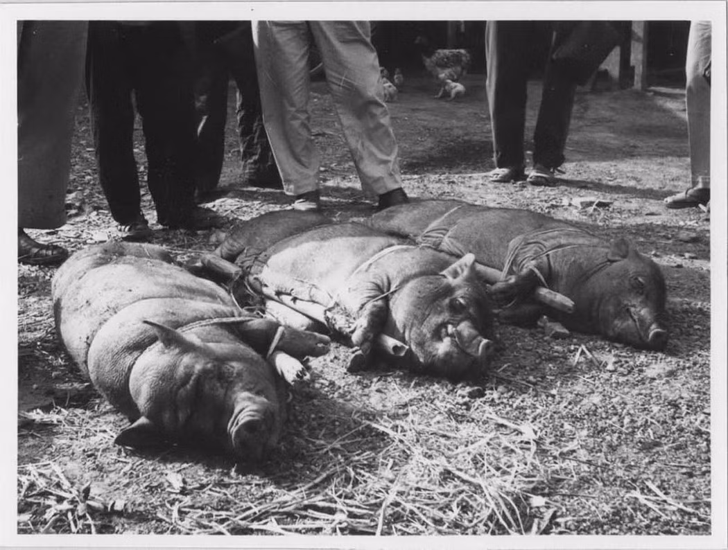 Ba chú lợn được bán cho lò mổ để trở thành món ngon ngày Tết Hà Nội.