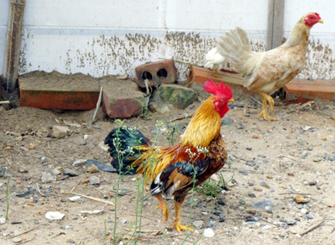 Trong vài thập niên trở lại đây, gà tre Nam Bộ bị suy giảm số lượng nghiêm trọng và đứng trước nguy cơ biến mất hoàn toàn do bị loại bỏ vì không mang lại hiệu quả kinh tế cao, bị lai tạo với nhiều giống gà khác.