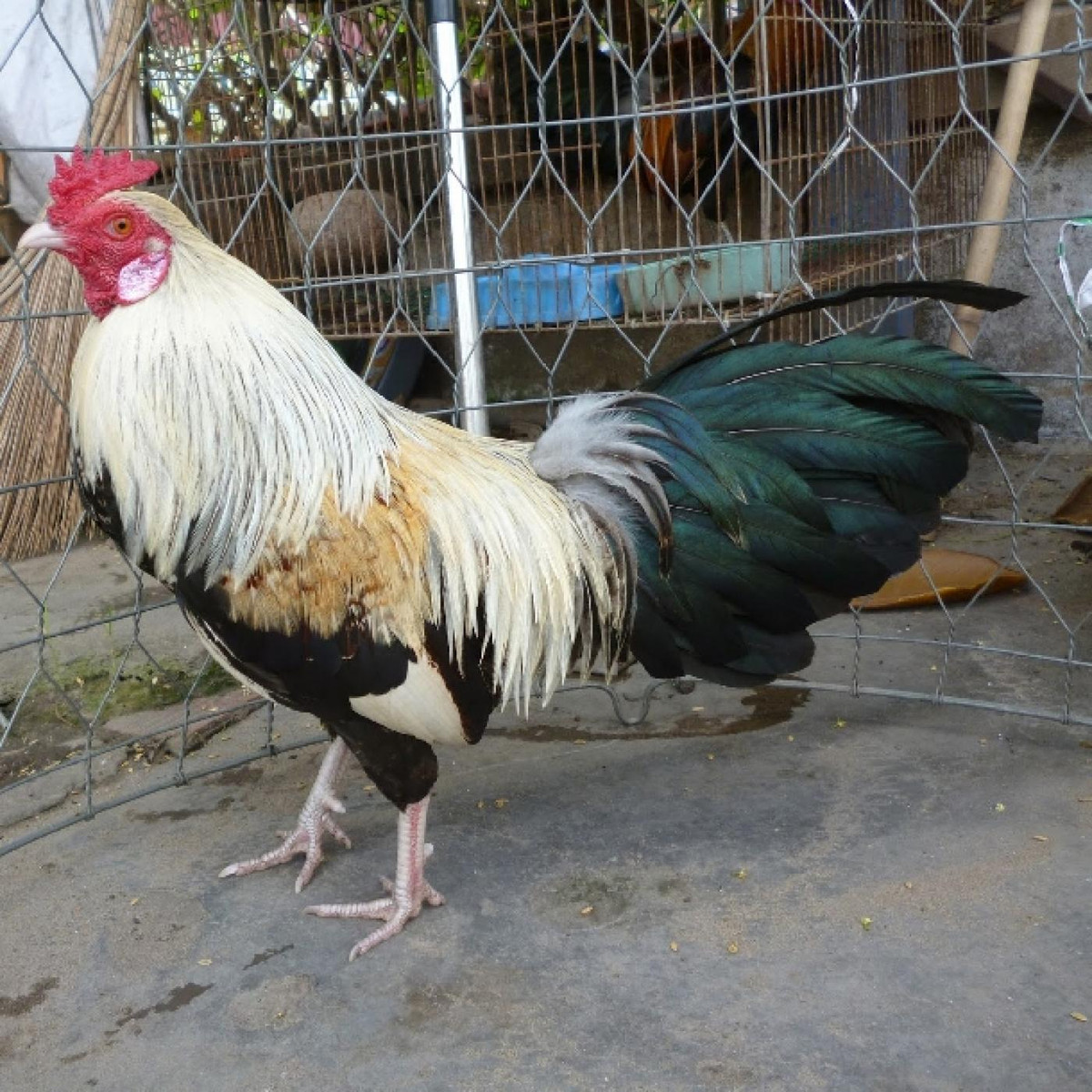 Theo đó, gà tre có tên gọi gốc là mon-che theo tiếng Khmer. Đây là một giống gà bản địa được đồng bào người Khmer nuôi từ xa xưa ở khu vực miền Tây Nam Bộ.