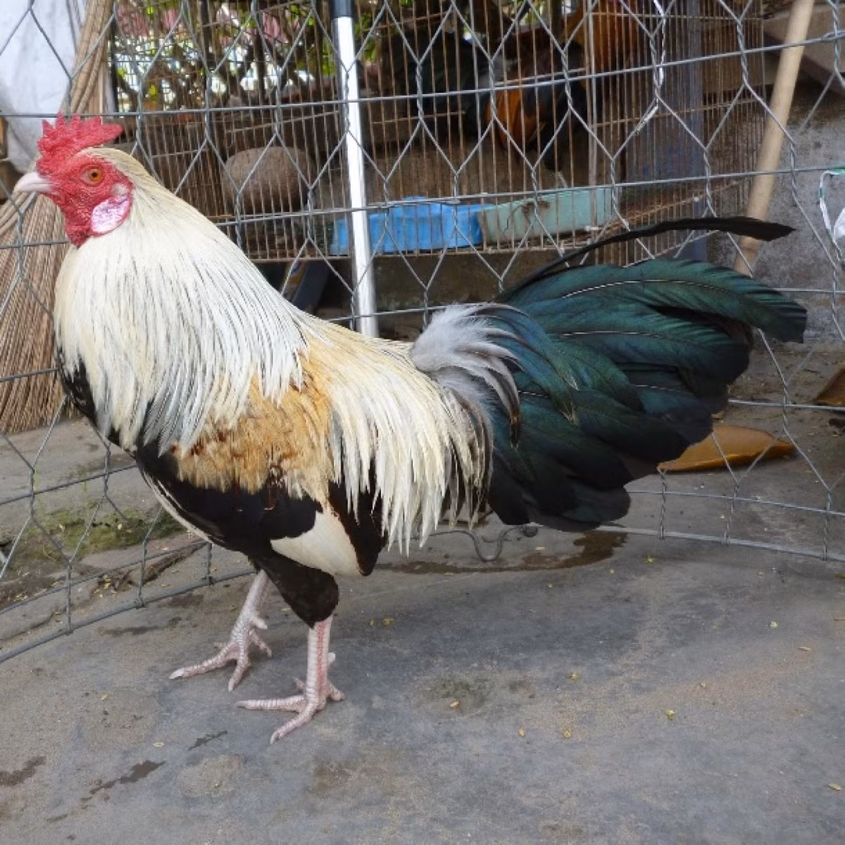 Theo đó, gà tre có tên gọi gốc là mon-che theo tiếng Khmer. Đây là một giống gà bản địa được đồng bào người Khmer nuôi từ xa xưa ở khu vực miền Tây Nam Bộ.