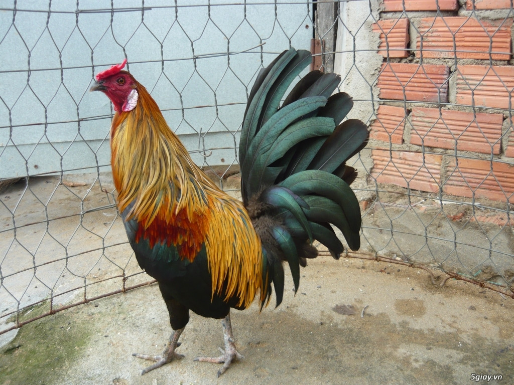 Ở Việt Nam hiện tại có nhiều giống gà nhỏ được bán trên thị trường với tên gọi gà tre, nhưng thực chất đều là gà lai hoặc gà nhập ngoại, không phải giống gà tre bản địa của miền đất Nam Bộ.