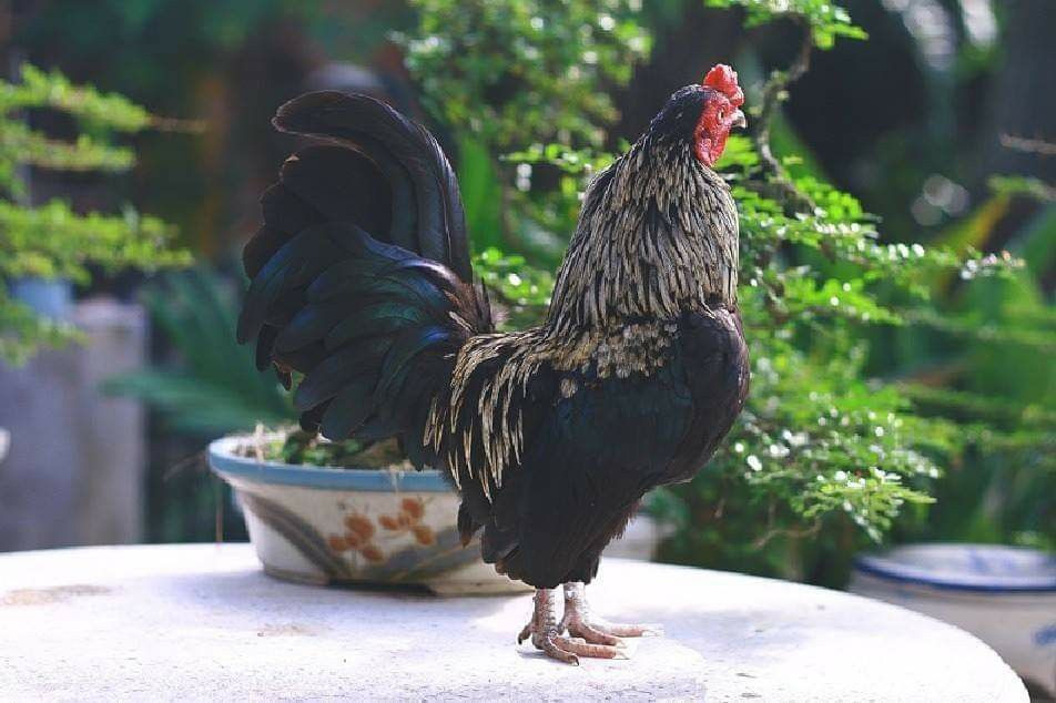 Với trọng lượng từ 400 gram đến 600 gram cho gà mái, 500 gram đến 800 gram cho gà trống, có thể nói gà tre là giống gà bản địa nhỏ nhất Việt Nam và cũng là một trong các giống gà nhỏ nhất trên thế giới.