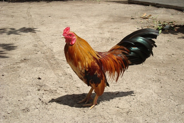 Từ tên gọi một giống gà đặc hữu, gà tre đã trở thành tên gọi chung cho các giống gà cảnh cỡ nhỏ. Ngày nay, may ra ở các vùng sâu vùng xa mới còn sót lại những con gà tre Việt thuần chủng...