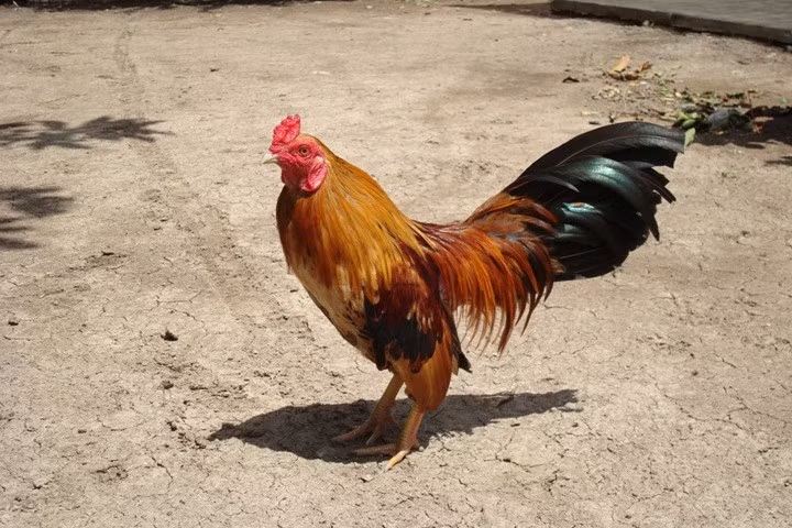 Từ tên gọi một giống gà đặc hữu, gà tre đã trở thành tên gọi chung cho các giống gà cảnh cỡ nhỏ. Ngày nay, may ra ở các vùng sâu vùng xa mới còn sót lại những con gà tre Việt thuần chủng...