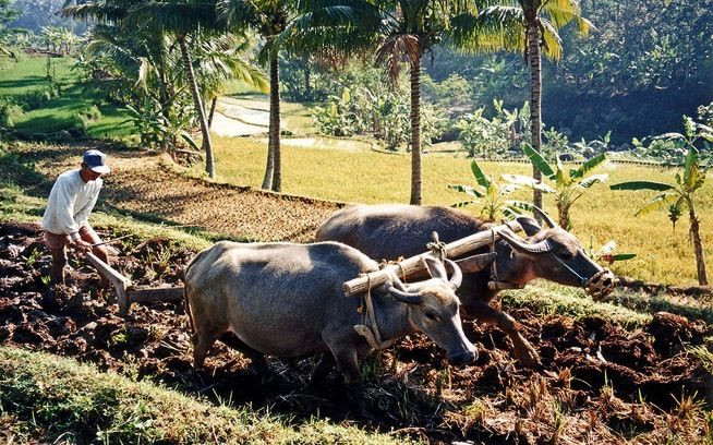 “Khỏe như trâu”. Một câu ngắn gọn nhưng không còn gì chuẩn hơn. Con trâu khỏe vậy nên mới có thể kéo cày cho nhà nông.
