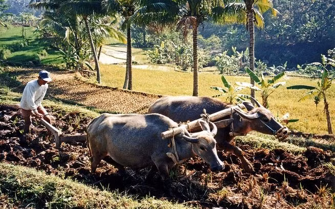 “Khỏe như trâu”. Một câu ngắn gọn nhưng không còn gì chuẩn hơn. Con trâu khỏe vậy nên mới có thể kéo cày cho nhà nông.