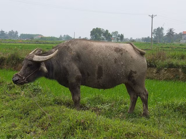 Lý thú hình ảnh con trâu trong tục ngữ, thành ngữ Việt Nam - Hình 2 Ly thu hinh anh con trau trong tuc ngu, thanh ngu Viet Nam-Hinh-2