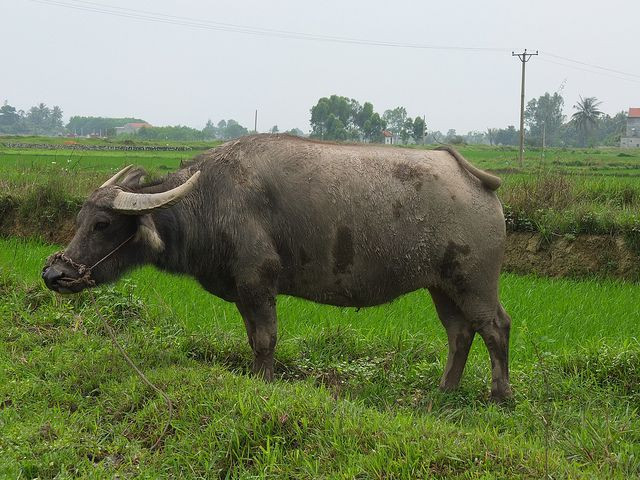 “Trâu buộc thì ghét trâu ăn. Quan võ thì ghét quan văn dài quần”. Câu này này nói lên tâm lý ghen ghét, đố kỵ của giữa những người có hoàn cảnh khác nhau.