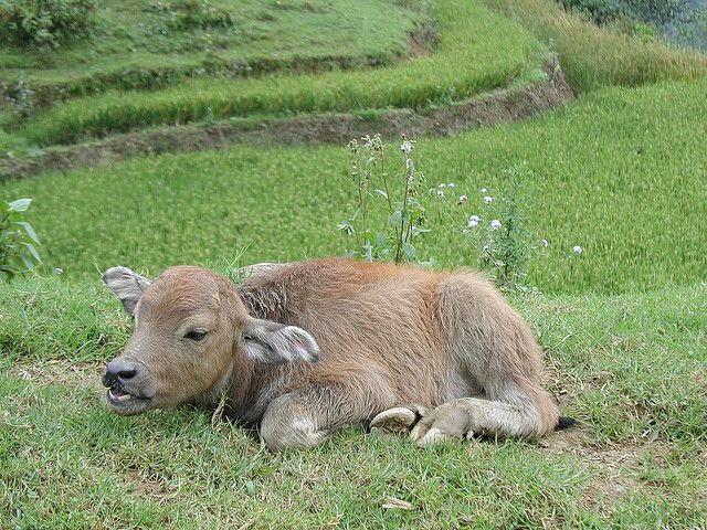 Nghé là con trâu non chưa có sừng. Câu thành ngữ “Cưa sừng làm nghé” chỉ những người đã có tuổi nhưng vẫn làm ra vẻ mình còn trẻ, nhiều khi khiến cho người đời cảm thấy lố bịch.