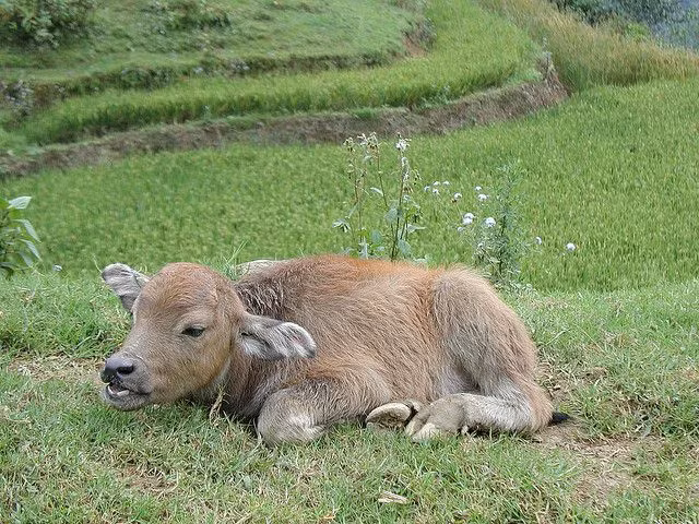 Nghé là con trâu non chưa có sừng. Câu thành ngữ “Cưa sừng làm nghé” chỉ những người đã có tuổi nhưng vẫn làm ra vẻ mình còn trẻ, nhiều khi khiến cho người đời cảm thấy lố bịch.