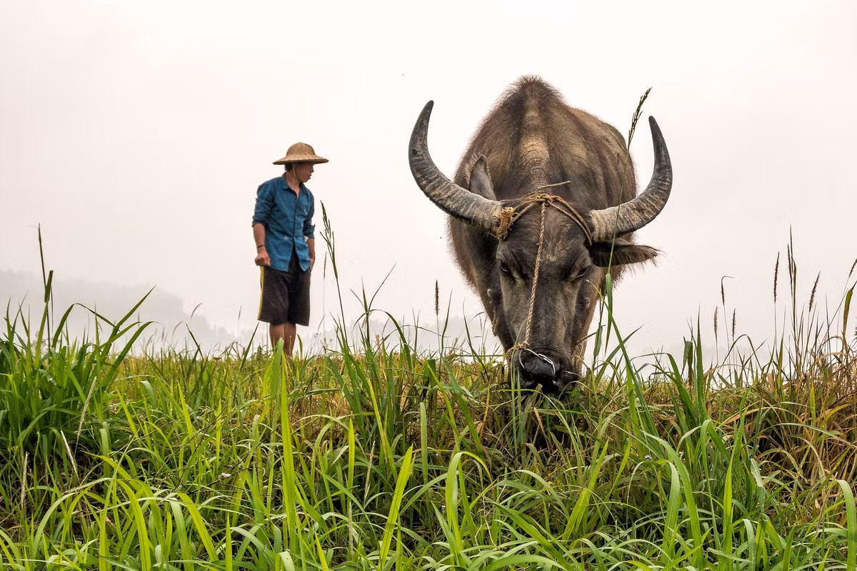 Lý thú hình ảnh con trâu trong tục ngữ, thành ngữ Việt Nam Ly thu hinh anh con trau trong tuc ngu, thanh ngu Viet Nam