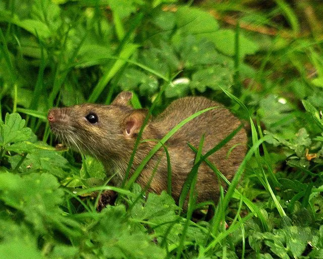 “ Ướt như chuột lột” là câu cửa miệng người Việt dùng khi nói về người nào đó bị ướt sũng, ướt nhẹp đến mức tội nghiệp. Nhưng "chuột lột" là thứ chuột gì mà ướt đến vậy?