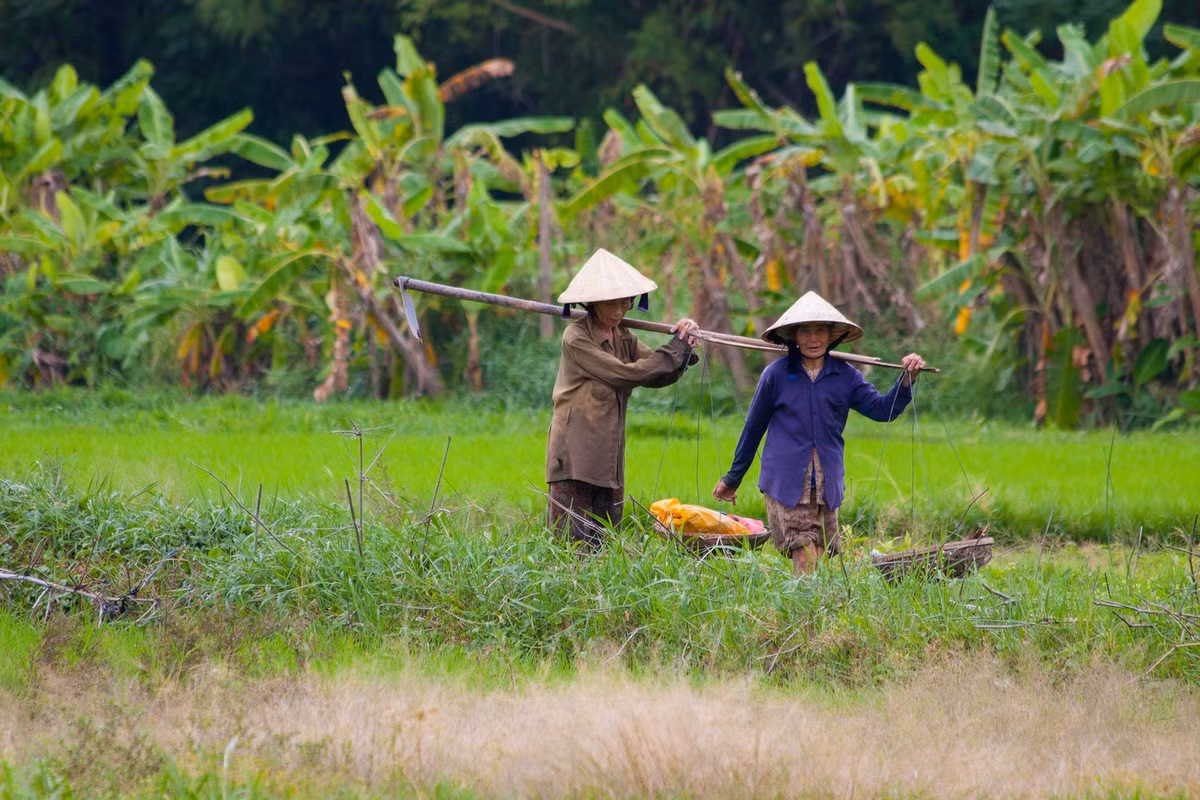 Với người Việt, nón lá rất đa dụng. Không chỉ được dùng làm vật che mưa nắng, nó còn được dùng làm rổ đựng rau khi đi chợ, hay thậm chí là cái bát để giải cơn khát khi đi ngang qua một chiếc giếng nào đó. Ảnh: Sarahhoa/Flickr.