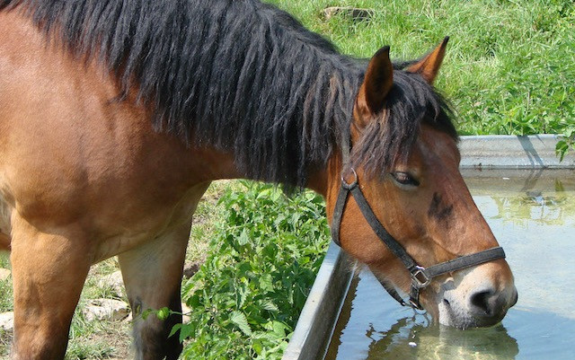 “Tàu” cũng là một loại máng lớn dùng để đựng thức ăn cho voi và ngựa. Về sau từ này còn được dùng để chỉ chỗ nhốt voi nhốt ngựa, giống như chuồng nhưng quy mô lớn hơn.