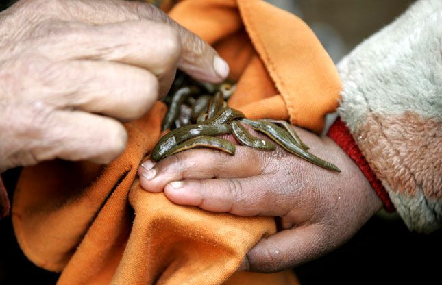 Theo đó, có thể con đỉa có rất nhiều nước (H2O). Khi đỉa (H2O) tiếp xúc với vôi (CaO) sẽ phát sinh phản ứng hóa học tạo thành Ca(OH)2. Đây là một phản ứng tỏa nhiệt rất mạnh, đến mức làm nước sôi sùng sục. Vì vậy đỉa dính vôi sẽ nóng như bị đốt và không thể sống nổi.