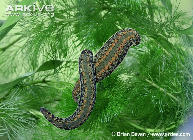 Tận dụng phản ứng hóa học giữa nước và vôi, người nông dân thưởng rải vôi trên ruộng ngập nước trước mỗi mùa vụ để diệt đỉa, sâu bệnh, các mầm nấm tảo gây hại cho cây lúa sau này.