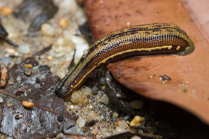 Câu nói cửa miệng “đỉa phải vôi” liên quan đến một đặc tính sinh học thú vị của con đỉa. Trên phương diện khoa học, đây là một loài động vật thân mềm sống dưới nước, thuộc ngành Giun đốt (Annelida), phổ biến ở các vùng quê Việt Nam.