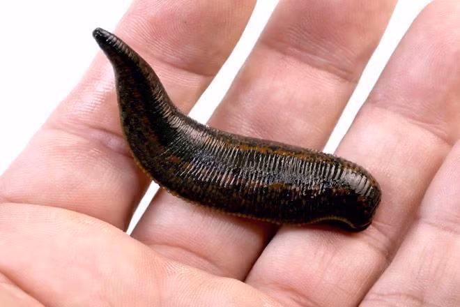 Khi một người giãy nảy lên, phản ứng quyết liệt do không bằng lòng điều gi, dân ta thường ví von người đó là “ giãy như đỉa phải vôi”. Vì sao lại nói vậy?