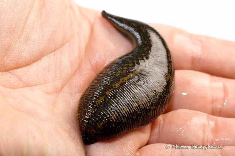 Muốn giết đỉa, người xưa phải dùng đến một phương pháp “bí truyền”, đó là cho đỉa tiếp xúc với vôi. Khi đó đỉa sẽ quằn quại, giẫy giụa như thể vô cùng đau đớn trước khi chết hẳn. Điều này có thể được lý giải bằng kiến thức hóa học phổ thông.