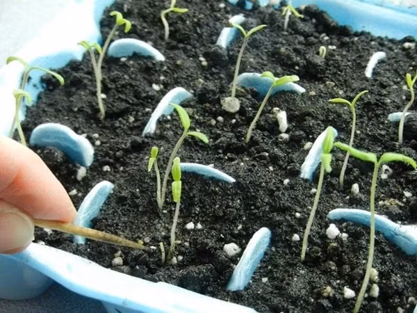 Khi gieo ương thì cà và kê mọc rất nhiều cây con, nhiều không đếm xuể. Và nói kiểu "con cà, con kê" là nói tràng giang đại hải, nói nhiều quá mức cần thiết.