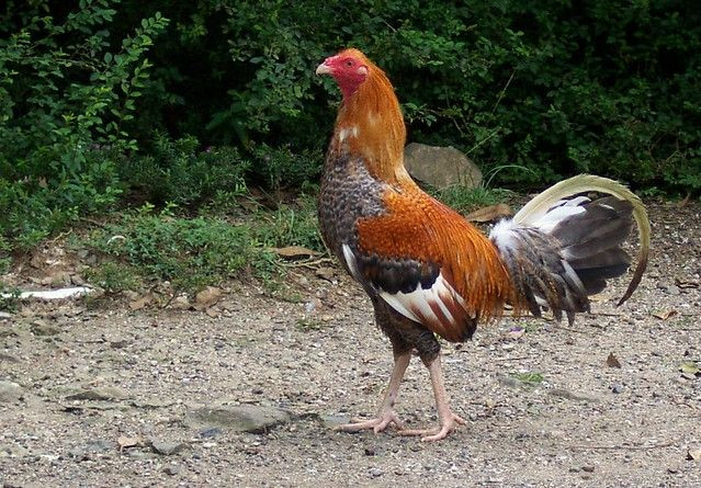 Xung quanh vấn đề này đã có nhiều ý kiến khác nhau được đưa ra. Nhóm quan điểm thứ nhất cho rằng con "cà" chính là con gà theo cách nói của người Việt xưa, còn con "kê" cũng là con gà theo nghĩa Hán Việt.