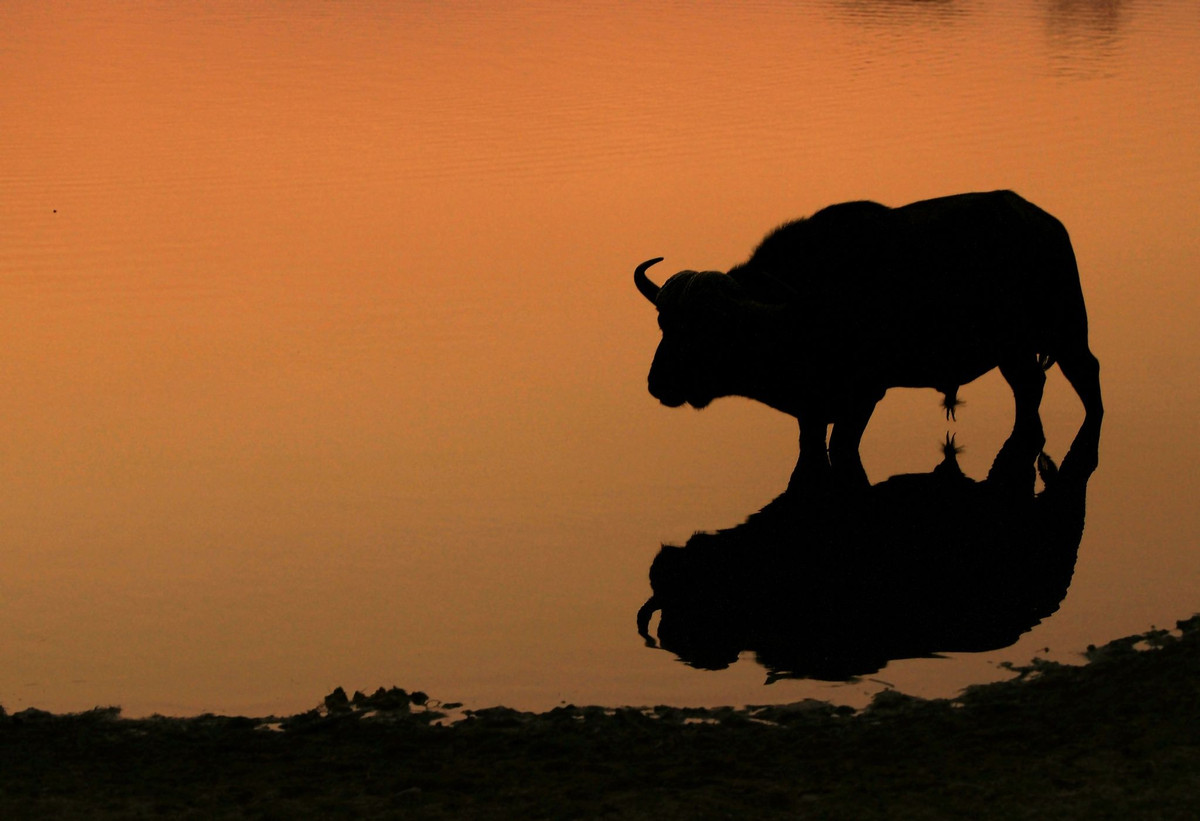 Trong tín ngưỡng nông nghiệp, hình tượng trâu được thể hiện trên nhiều lĩnh vực: Sừng trâu gợi lên hình ảnh trăng lưỡi liềm biểu tượng của nước, lúc đón giao thừa người ta ra xem trâu nằm hay trâu đứng, trâu ngoảnh đầu ra cửa hay vào trong để biết năm đó làm ăn có thuận lợi hay không.