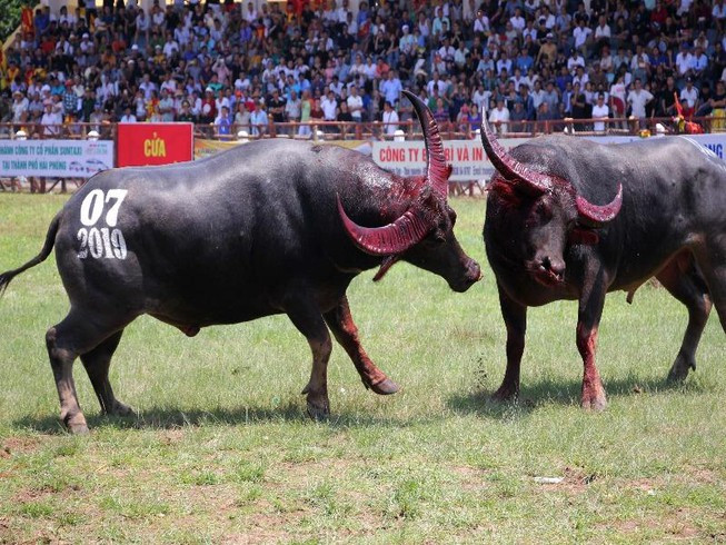 Trong các lễ hội, con trâu xuất hiện với vai trò là vật tế lễ linh thiêng, phản ánh tín ngưỡng nông nghiệp của người nông dân. Hội làng Phú Khê (Bắc Giang) có lệ tế thần thành hoàng bằng trâu sống. Ở Đồ Sơn (Hải Phòng), Lập Thạch (Vĩnh Phúc) có lễ hội chọi trâu khá quy mô. Ảnh: PLO.
