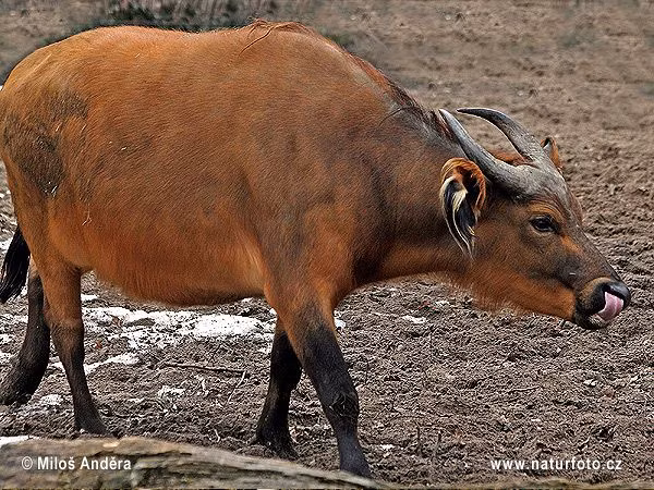 Ở quốc đảo Madagascar thuộc châu Phi, tộc người Mahafales rất coi trọng trâu, đó là biểu tượng của sự giàu có. Trên mộ người ta còn cắm những cột gỗ tạc hình trâu để biểu thị địa vị xã hội của người đã mất.