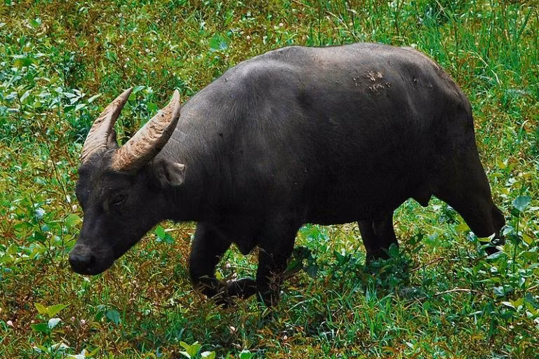 Ở Philippines, trâu rừng Tamaraw hoặc trâu lùn đảo Mindoro là một loài động vật đặc hữu trên đảo Mindoro, được xem là một biểu tượng của đất nước này. Hình ảnh của trâu rừng Tamaraw thể hiện trên đồng 1 peso Philippines phiên bản từ 1980 – 1990.