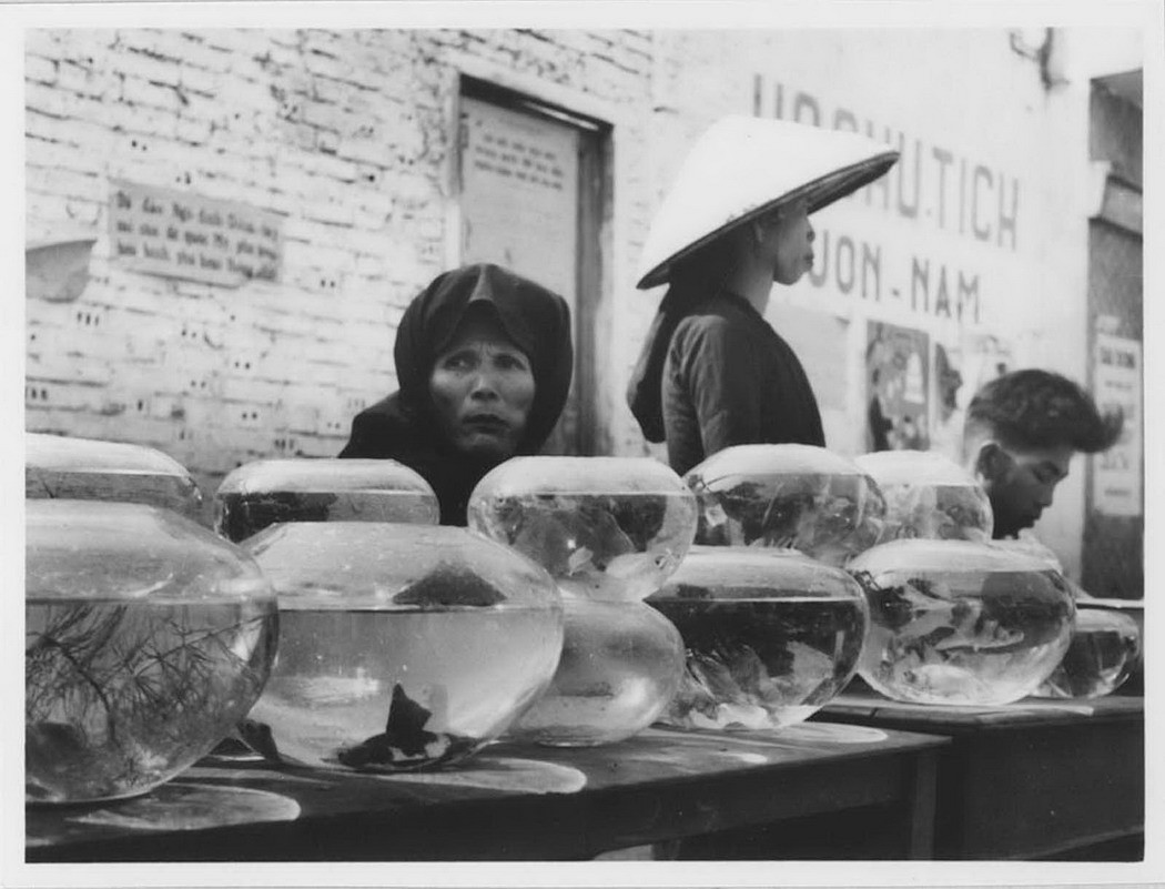 Cụ bá bán cá cảnh. Những bể cá vàng từng là "mốt" chơi Tết của người Hà Nội xưa.