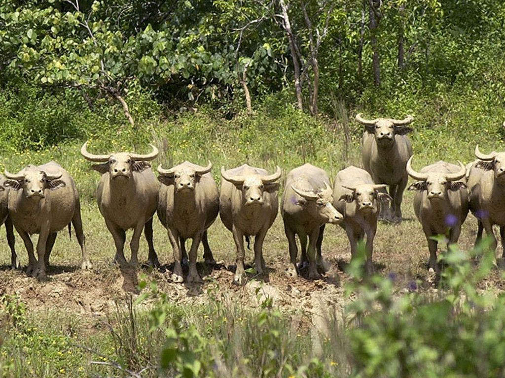 Biết Võ Duy Dương là người tài, nghĩa sĩ Đồng Tháp Mười đứng dưới cờ ông rất đông. Có một người dẫn đến hàng trăm con trâu rừng đã được thuần phục. Ông điều khiển trâu bằng tiếng mõ, cứ theo tiếng mõ đàn trâu biết tiến, thoái, hay quỳ xuống.
