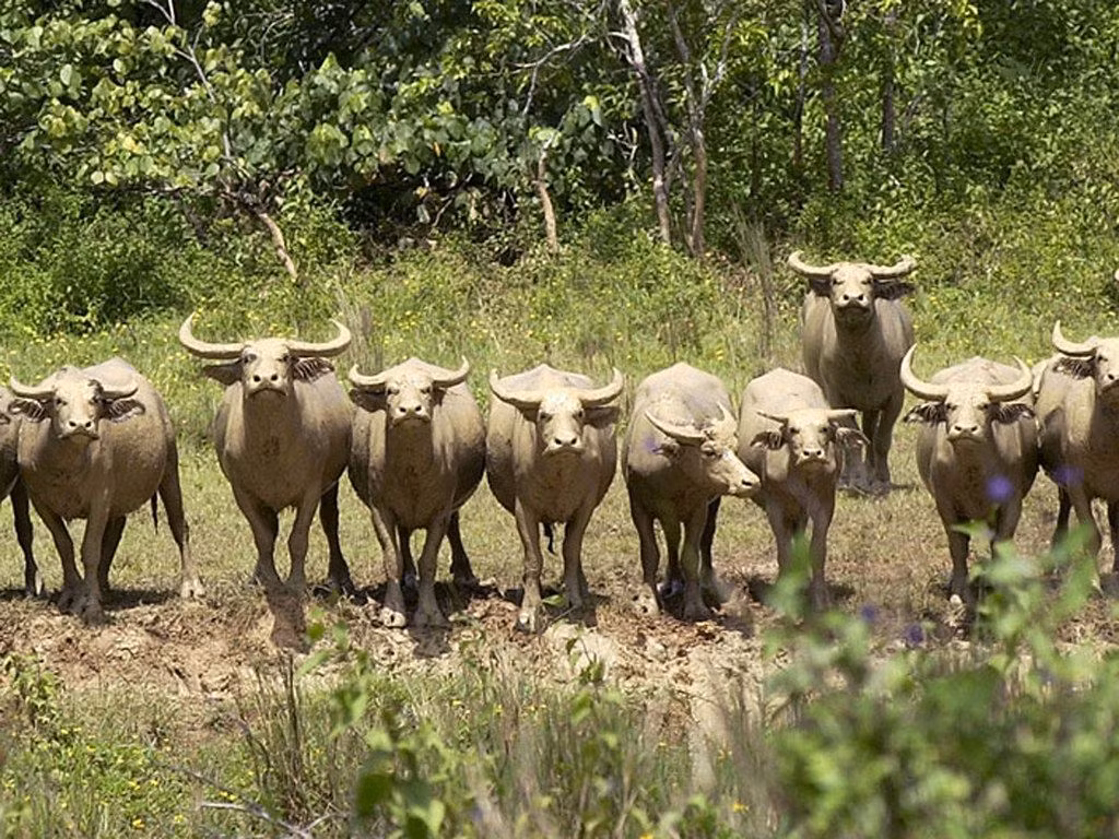 Biết Võ Duy Dương là người tài, nghĩa sĩ Đồng Tháp Mười đứng dưới cờ ông rất đông. Có một người dẫn đến hàng trăm con trâu rừng đã được thuần phục. Ông điều khiển trâu bằng tiếng mõ, cứ theo tiếng mõ đàn trâu biết tiến, thoái, hay quỳ xuống.