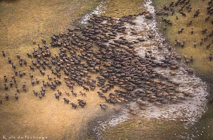 Thiên Hộ Dương đã tiếp nhận nghĩa sĩ này và giao cho anh ta chỉ huy một trận đánh. Trong trận này, đội quân trâu tuân theo tiếng mõ của anh ào ạt xông vào đội hình bọn giặc. Giặc trở tay không kịp chạy tán loạn. Rồi theo tiếng mõ, đàn trâu chia làm hai toán rượt theo giặc.