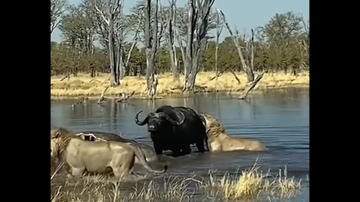 Video: Dại dột tấn công trâu rừng, sư tử bị húc “thừa sống thiếu chết“ Video: Dai dot tan cong trau rung, su tu bi huc “thua song thieu chet“