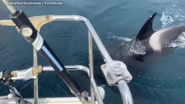 Thuyền trưởng bị cá voi sát thủ tấn công Thuyen truong bi ca voi sat thu tan cong