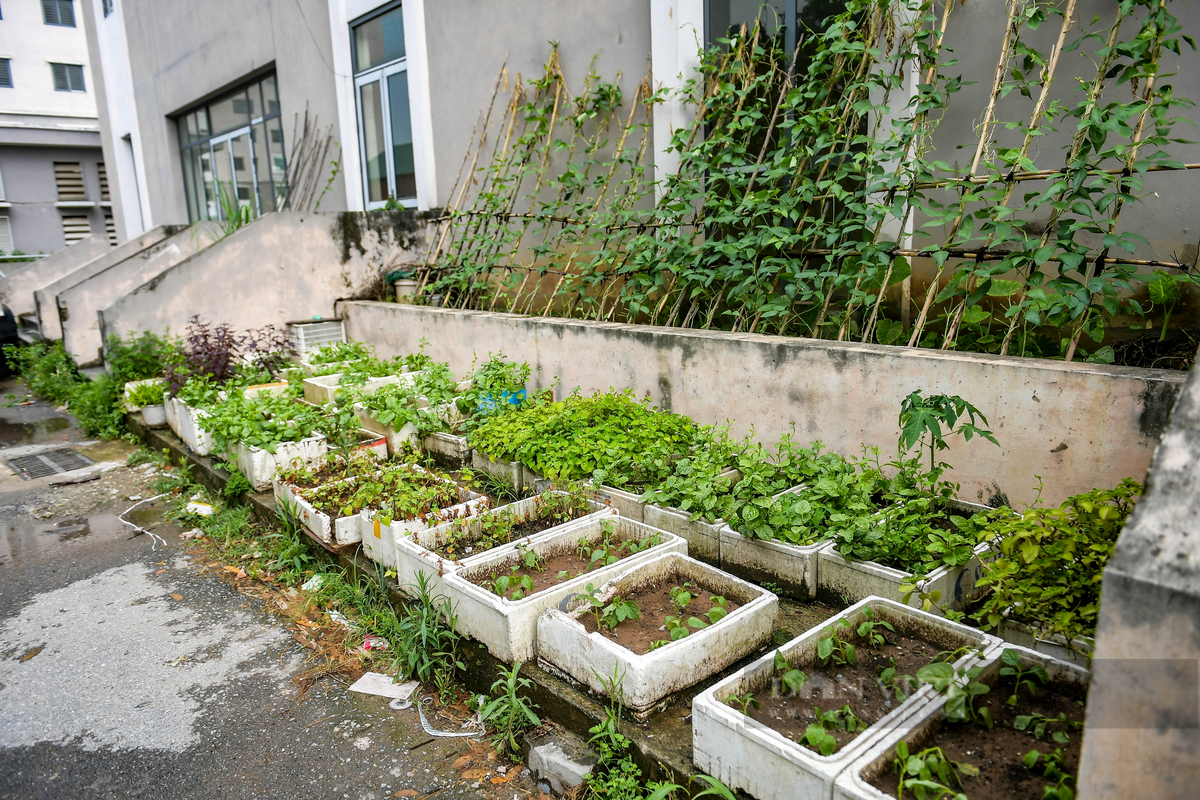 Các khu vực trồng cây hoa, lối lên xuống của dự án thành nơi trồng rau của người dân.