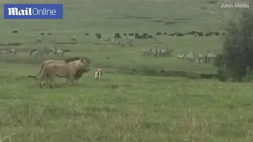 Video: Chó nhà “đánh nhau” tay đôi với hai sư tử và cái kết Video: Cho nha “danh nhau” tay doi voi hai su tu va cai ket