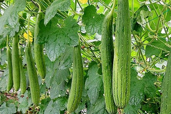 4 loai rau sieu vitamin C, bo sung nuoc, cap am cho da kho-Hinh-3