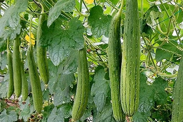 4 loai rau sieu vitamin C, bo sung nuoc, cap am cho da kho-Hinh-3