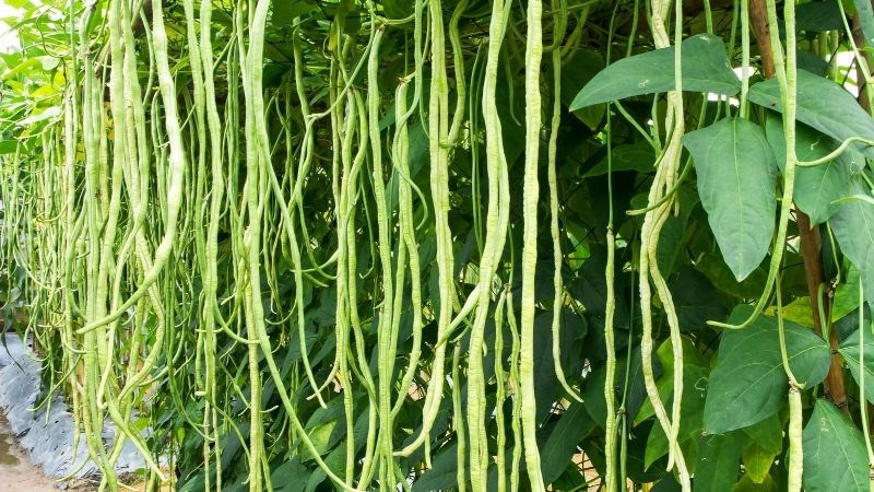 4 loai rau sieu vitamin C, bo sung nuoc, cap am cho da kho