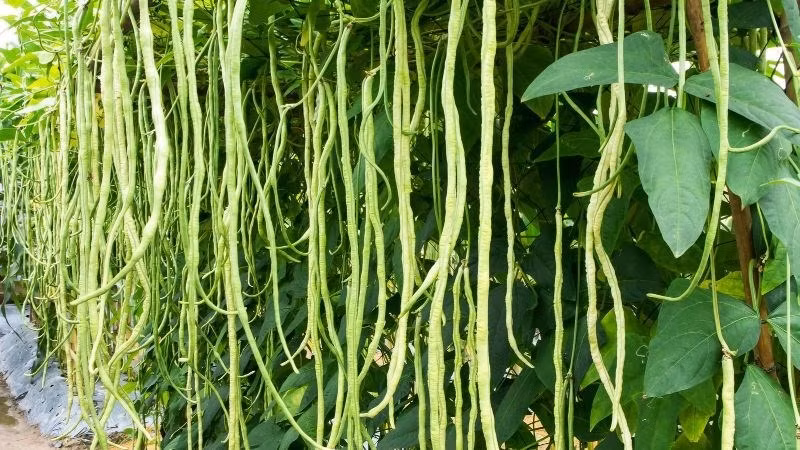 4 loai rau sieu vitamin C, bo sung nuoc, cap am cho da kho