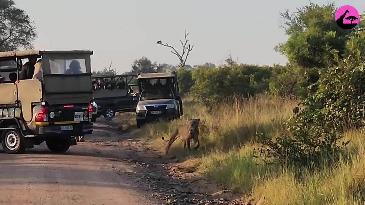 Video: Khoanh khac su tu bao ve con cham den trai tim nhieu nguoi