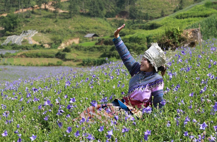 Cay duoc lieu quy hoa no dep nhu phim, nguoi dan thu tien ty-Hinh-5