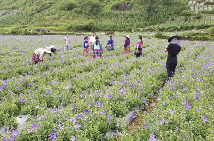 Cay duoc lieu quy hoa no dep nhu phim, nguoi dan thu tien ty-Hinh-3