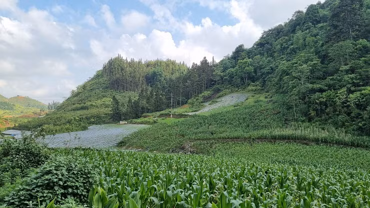 Cay duoc lieu quy hoa no dep nhu phim, nguoi dan thu tien ty-Hinh-2