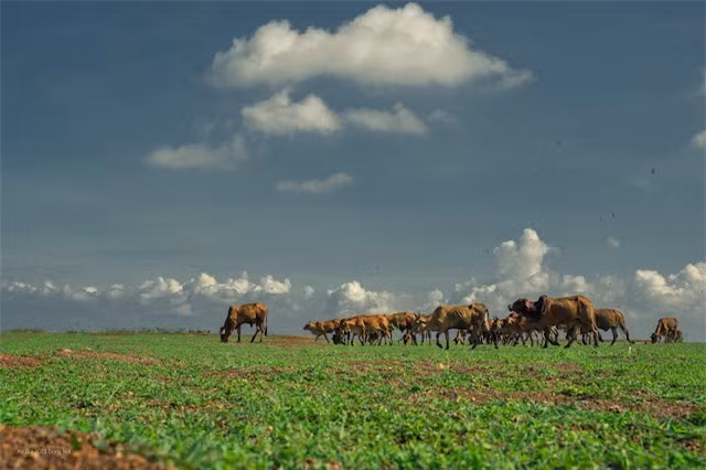 Ông Bùi Ngọc Duy An - Phó giám đốc công ty du lịch Hành Trình Việt, chuyên tổ chức tour sáng tác ảnh - chia sẻ: "Năm nào, thời điểm này, công ty tôi cũng khai thác đường tour sáng tác ảnh này cho các tay máy chuyên và không chuyên. Những ai lần đầu đến đây, phát hiện bãi cỏ trong lòng hồ đều tỏ vẻ ngạc nhiên".Theo ông Duy An, một tour sáng tác ảnh hồ Trị An mùa nước cạn và săn bươm bướm ở rừng Nam Cát Tiên do công ty ông tổ chức 2 ngày 1 đêm có giá 900.000 đồng/khách.